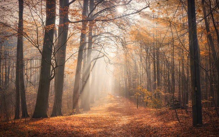 Autumn forest path with sunbeams and fog