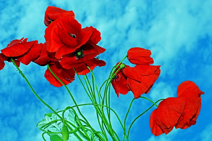 Red Poppies Closeup