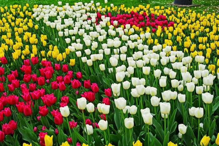 Field of colorful tulips