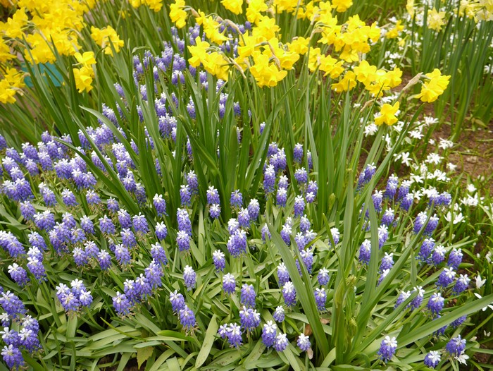 Yellow daffodils and purple grape hyacinths in a garden
