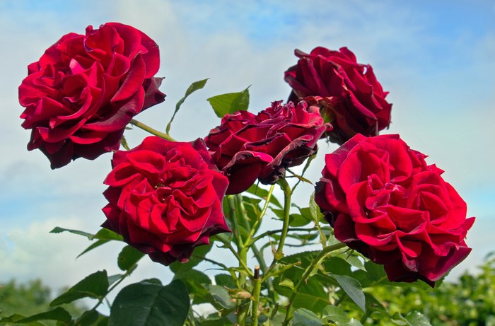 Close-up of five deep red roses against a blue sky