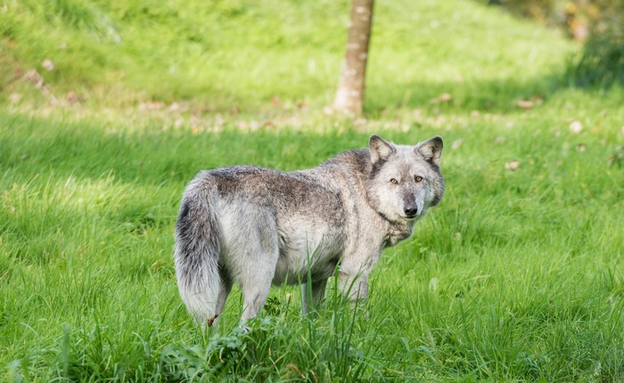 Wolf standing in green grass