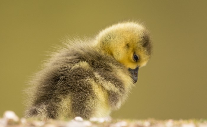 A fluffy baby goose chick looking down