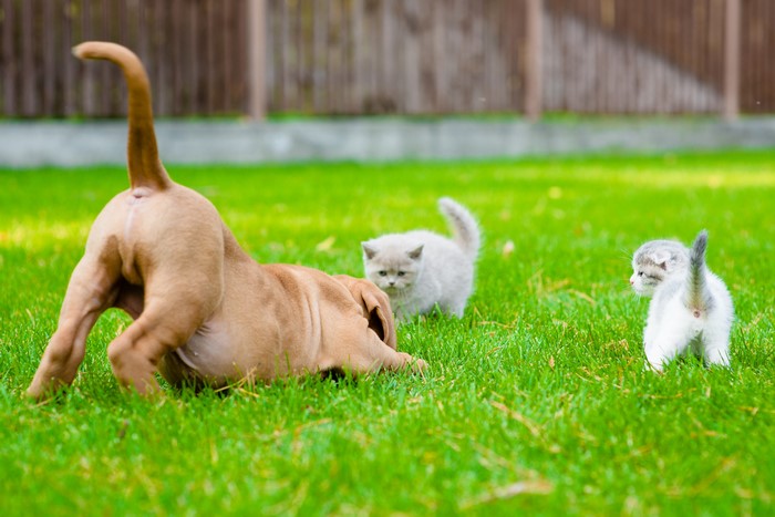 Three Kittens and a Dogue de Bordeaux puppy on grass