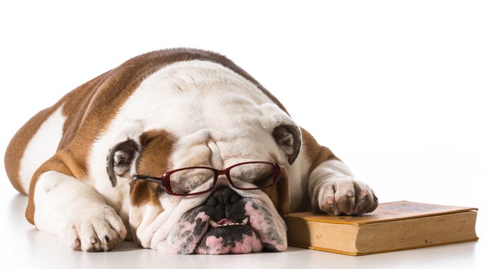 Bulldog wearing glasses sleeping on a book
