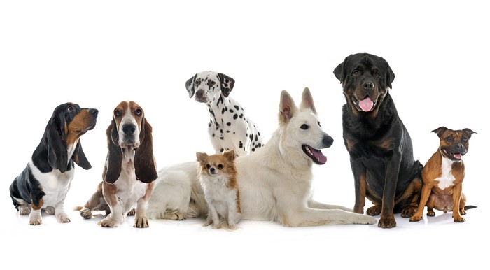 Group of Dogs: Shepherd, Dalmatian, Chihuahua, Basset Hound, Rottweiler