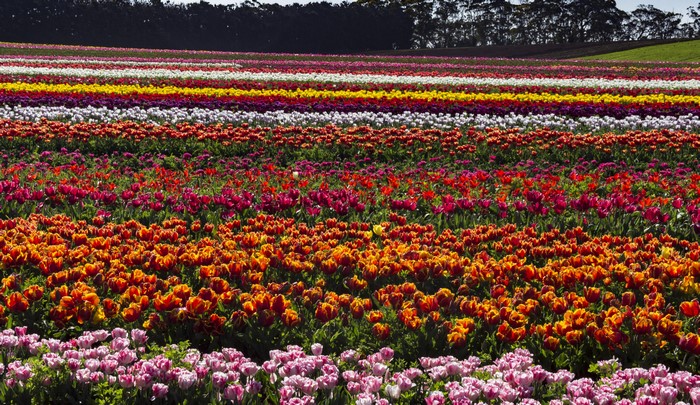 Rows of colorful tulips in a field in Tasmania, Australia