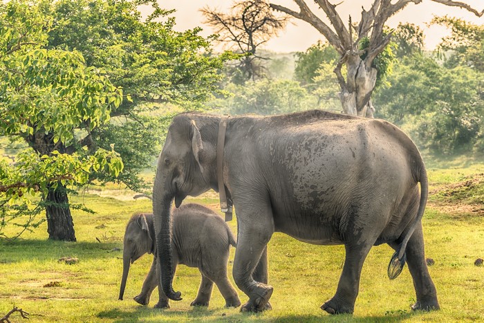 Elephants and cub in Yala National Park, Sri Lanka