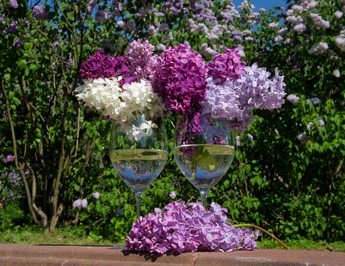 Two wine glasses with lilac bouquets in front of lilac bushes