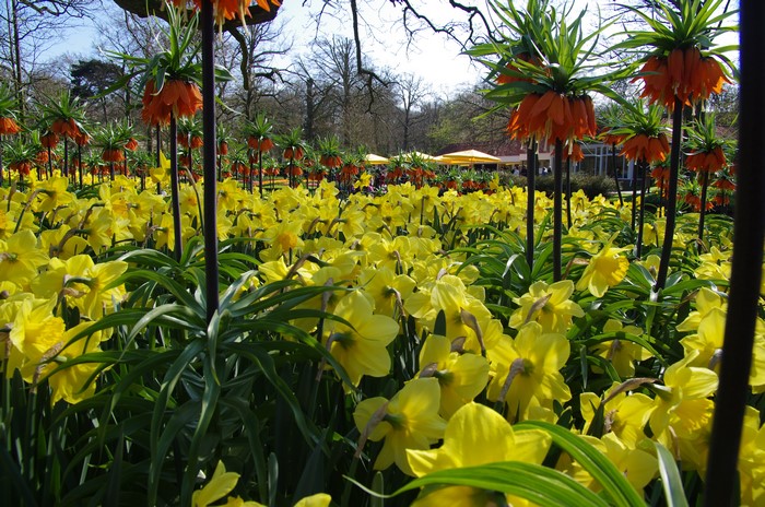 Daffodils and Fritillaria imperialis flowers in Keukenhof, Netherlands