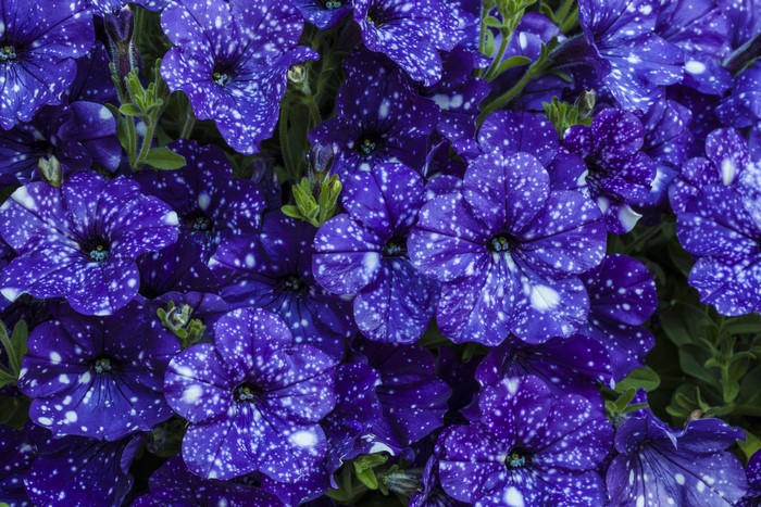 Petunia flowers with white speckles