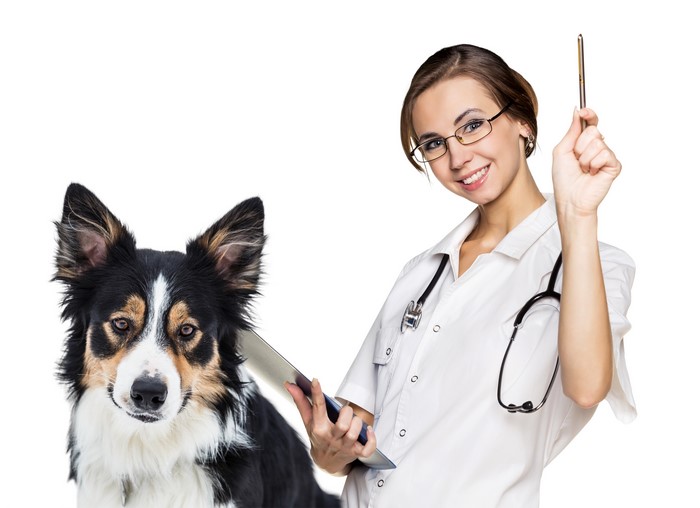 Veterinarian with Border Collie on White Background