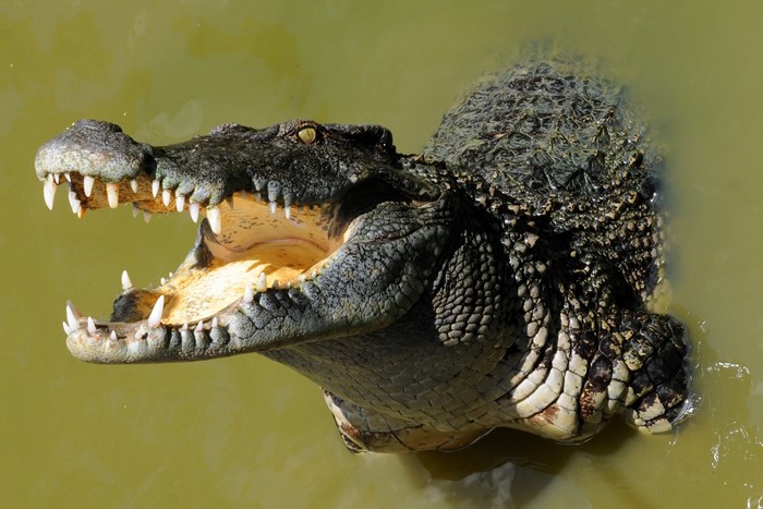 Crocodile with mouth open showing teeth