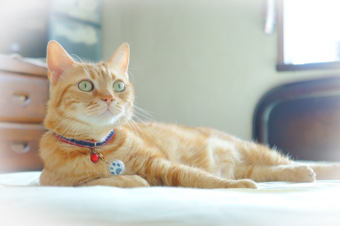 Ginger cat with collar and charms