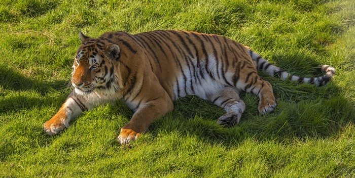 Tiger lying on grass