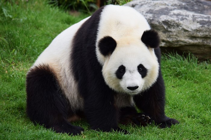 Giant Panda Sitting on Grass