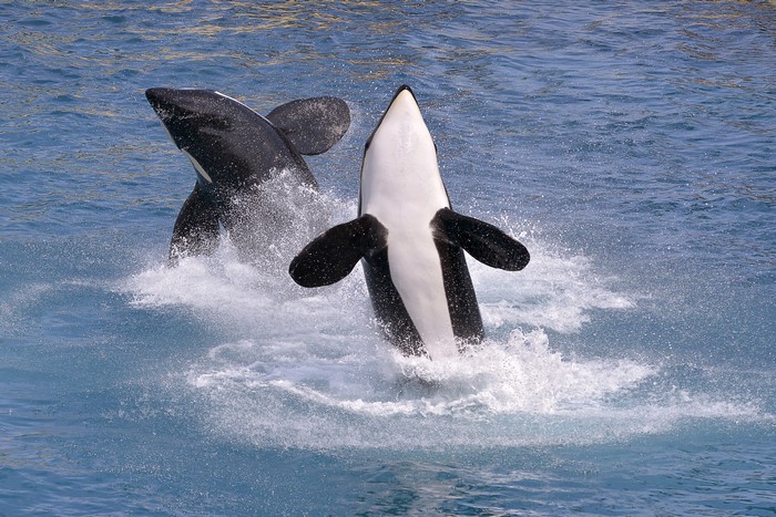 Two Orcas Jumping Out of Water