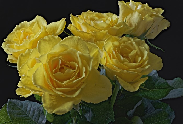 Yellow Roses Closeup
