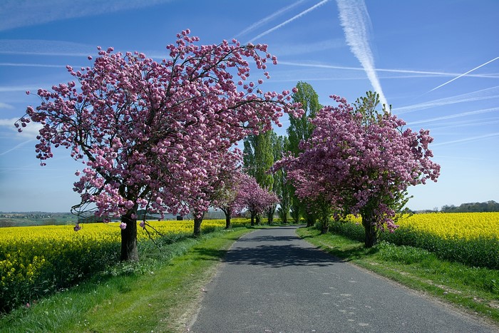Road lined with flowering trees and rapeseed fields