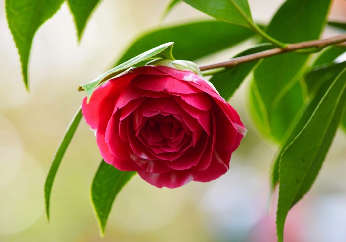 Red Camellia flower on a branch with green leaves