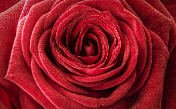 Macro Closeup of a Red Rose