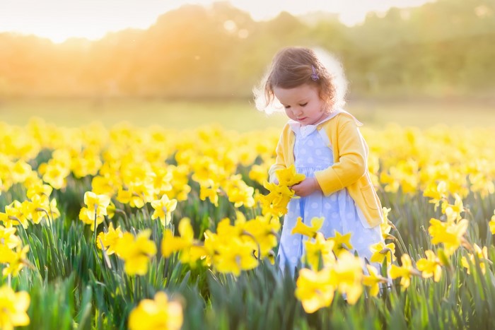 Little girl in a field of daffodils