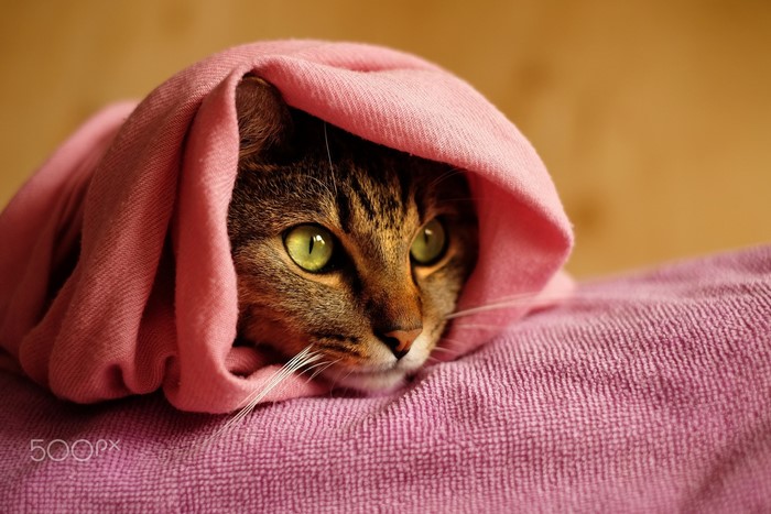 Cat wrapped in a pink towel