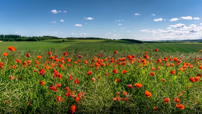 Field of Poppies with Green Hills and Blue Sky