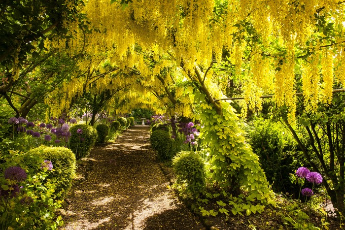 Garden path with yellow wisteria and purple alliums