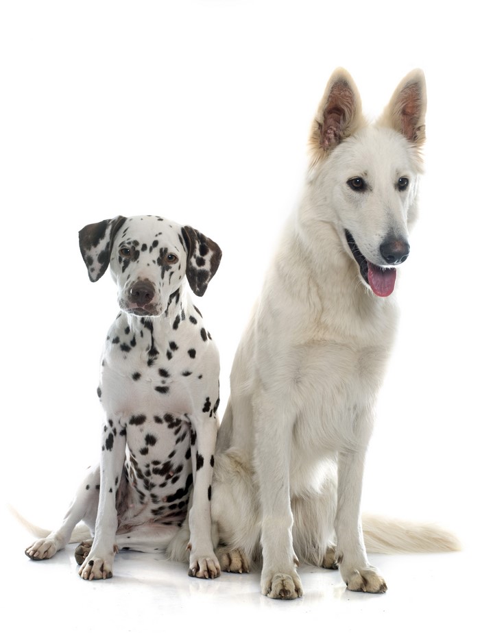 Dalmatian and White Swiss Shepherd Dog