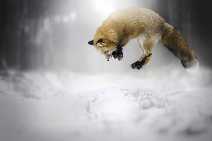 Fox jumping in the snow