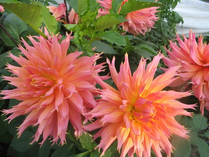 Close-up of Pink and Orange Dahlias