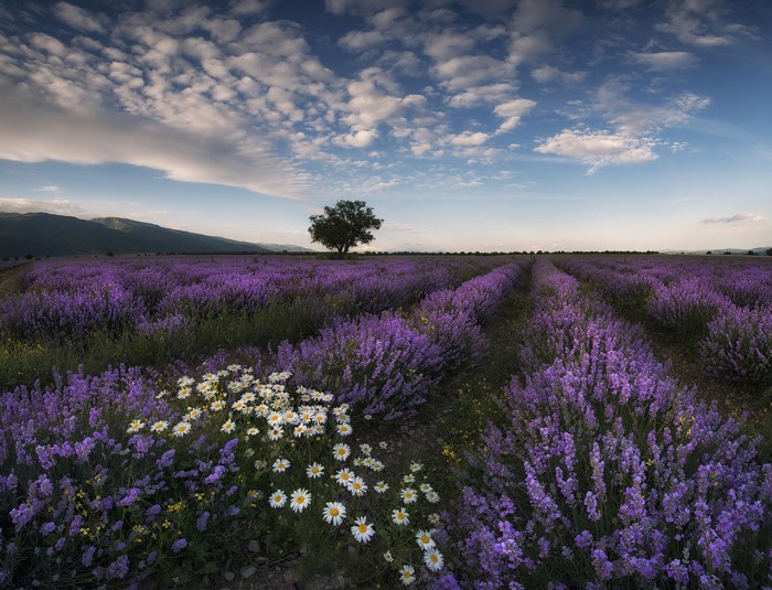 Lavender field with daisies and a lone tree under a cloudy sky