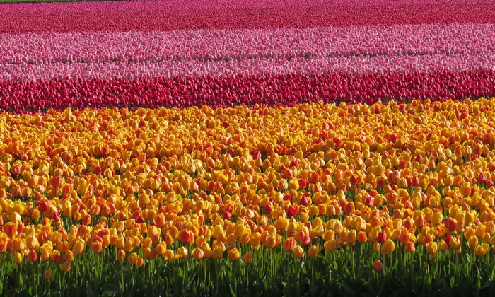 Rows of colorful tulips in a field