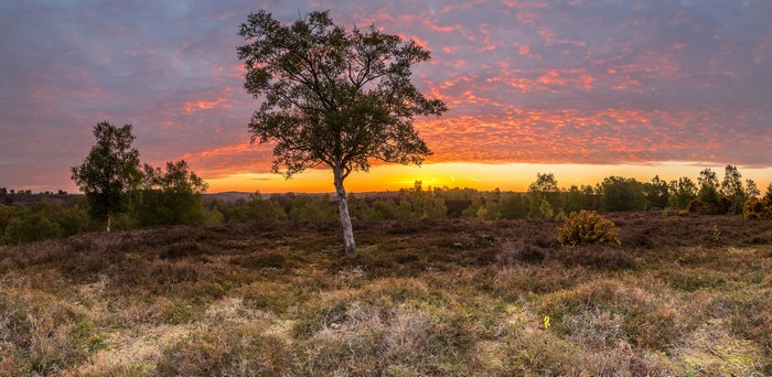 Sunset over heathland with a lone tree in England