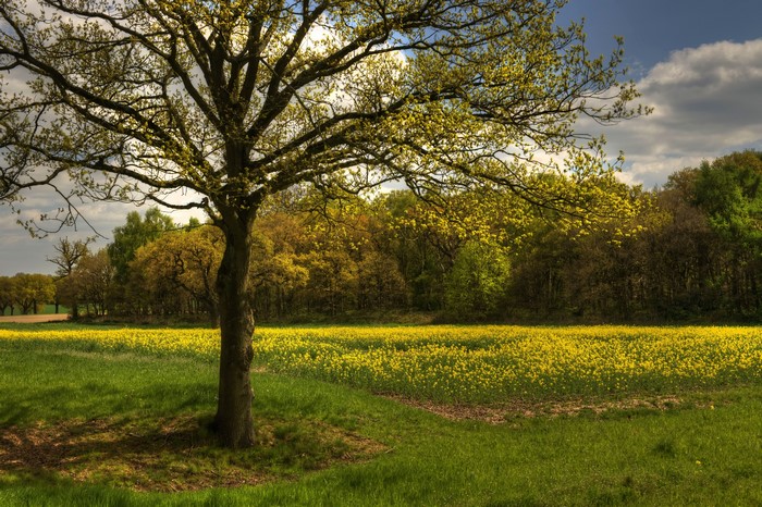 Tree in a field of rapeseed flowers in Derbyshire, United Kingdom