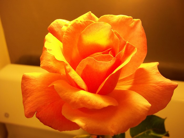 Close-up of an orange rose