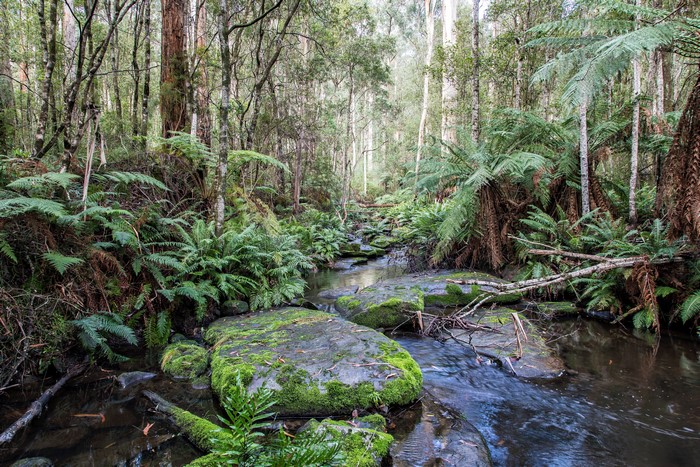 Stream flowing through Great Otways National Park with mossy stones and ferns
