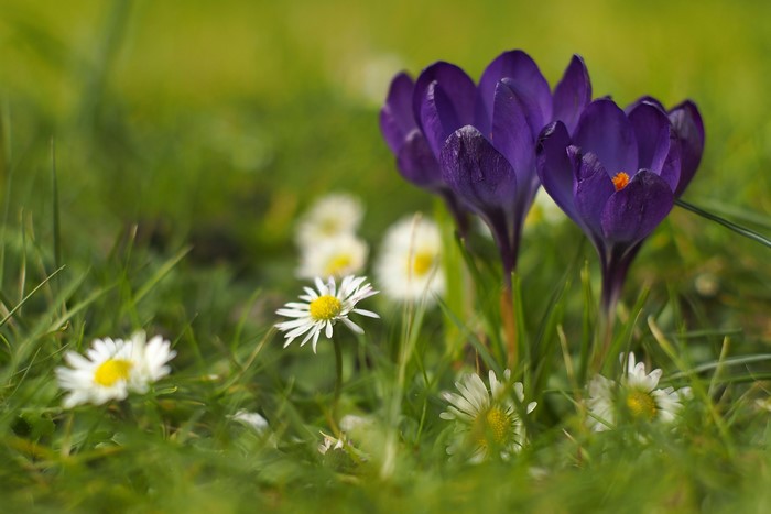 4K Crocuses Closeup