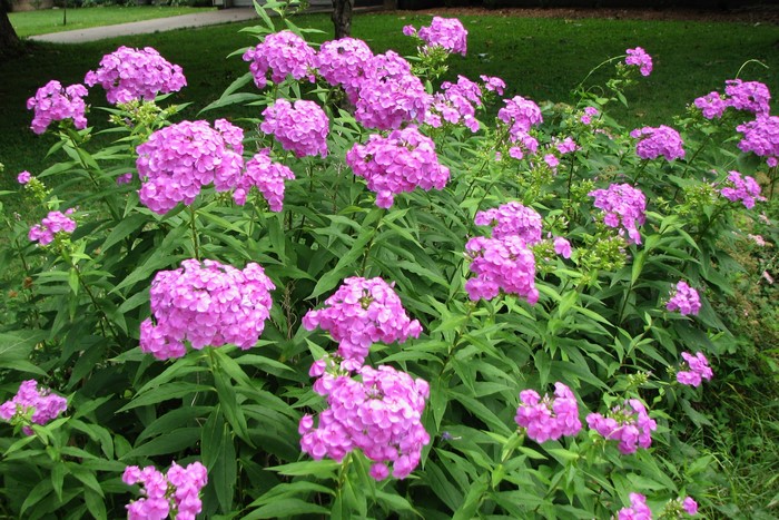 Pink Phlox flowers in a garden