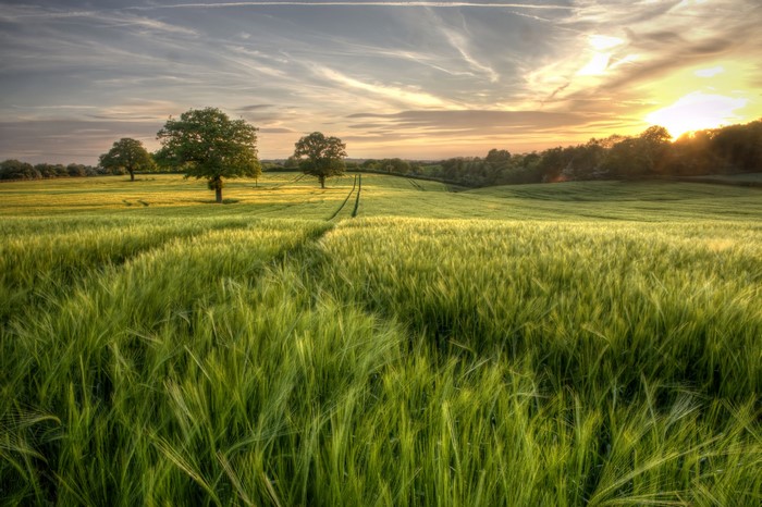 Wheat Field at Sunset with Trees