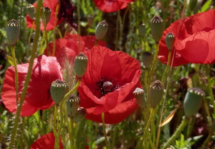 Red poppies and seed pods in a field