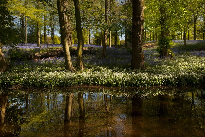 Spring forest with bluebells and pond reflection