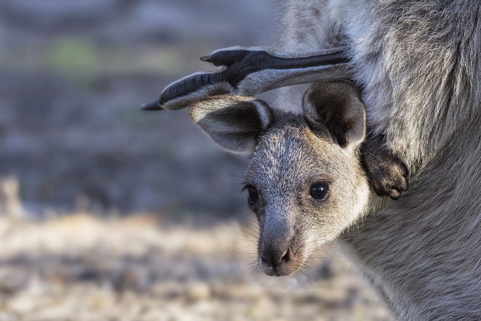 Baby Kangaroo Peeking Out of Mother's Pouch