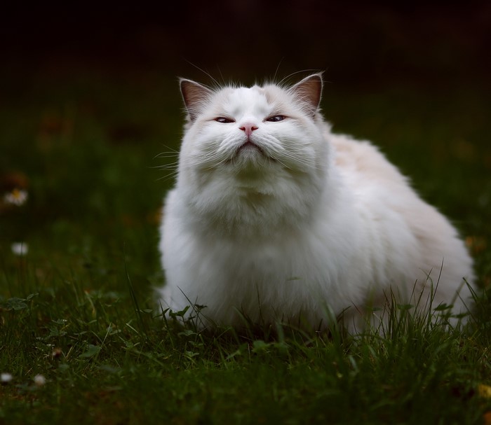 White Ragdoll cat sitting in grass