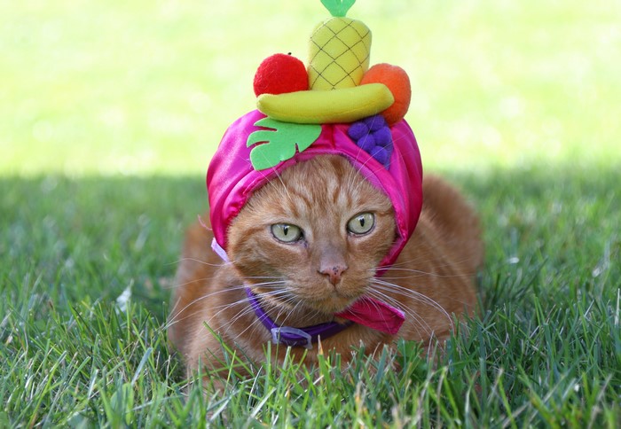 Orange cat wearing a fruit-themed hat