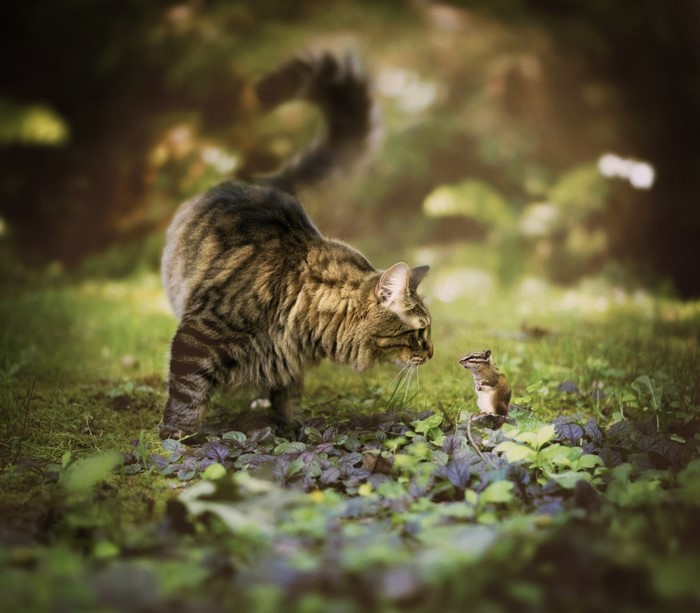 Curious Maine Coon Cat and Chipmunk Encounter