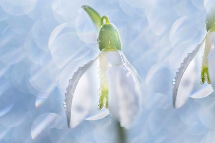 Close-up of two snowdrops with water droplets