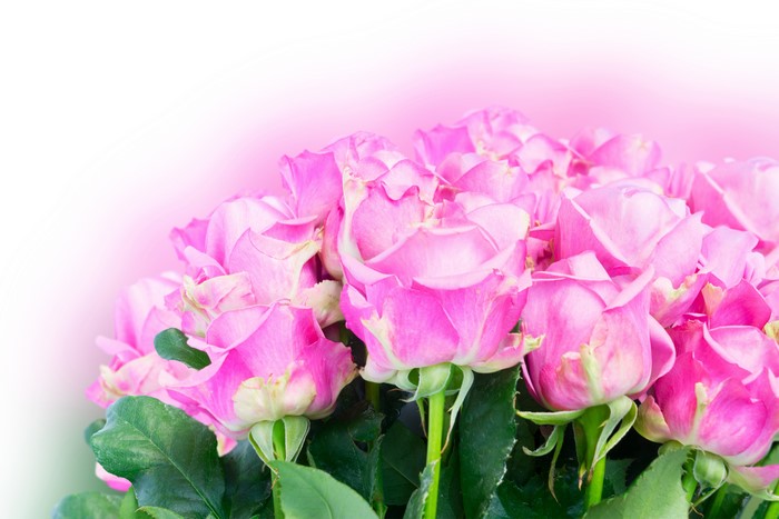 Pink Roses Closeup on White Background