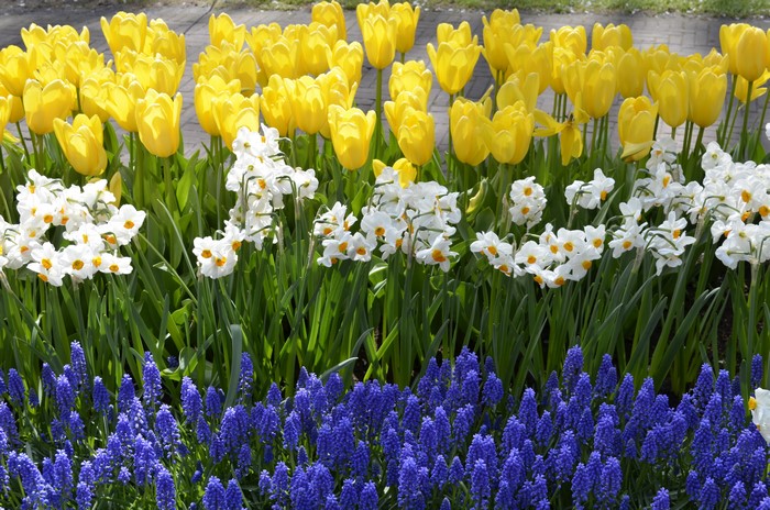 Yellow Tulips, White Daffodils, and Blue Hyacinths in Bloom